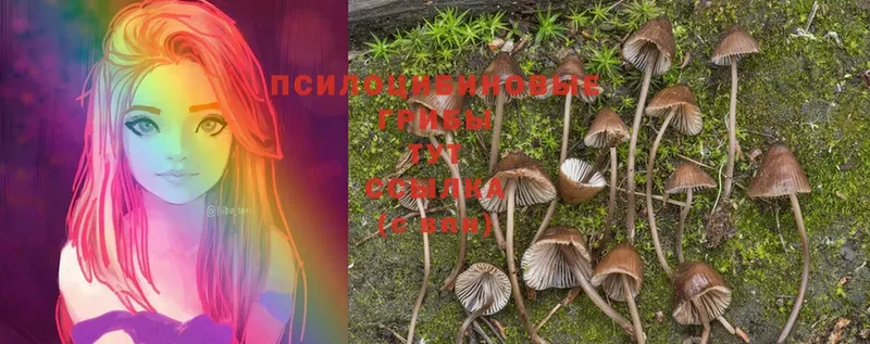 Галлюциногенные грибы MAGIC MUSHROOMS  Буй 